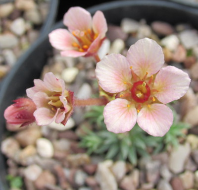 Saxifraga 'Buster'